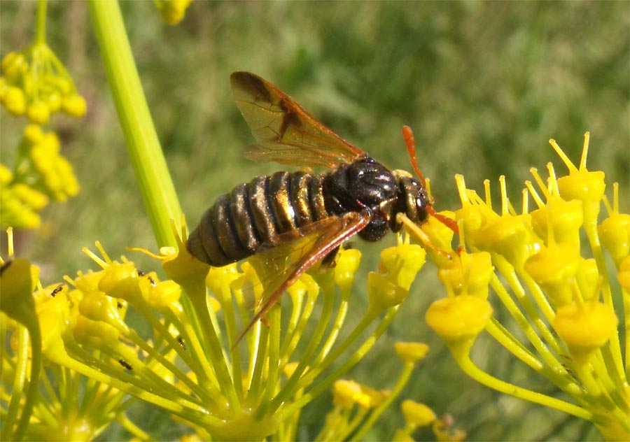 Bembix pugliese da ID? no... Abia sericea